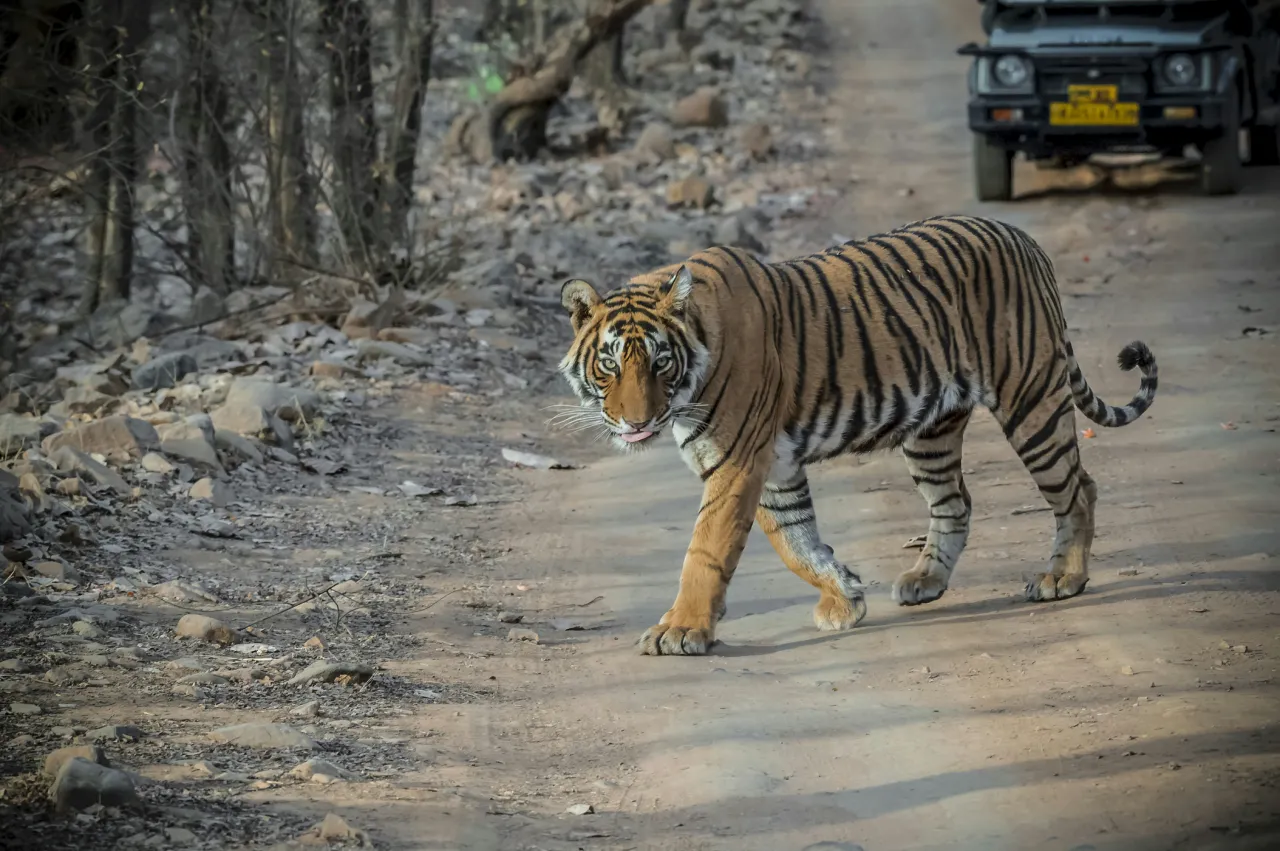 Best Safari Experiences at Ranthambore National Park