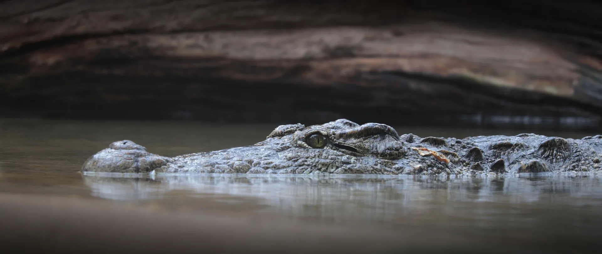 Ranthambore-Chambal-Crocodile.webp