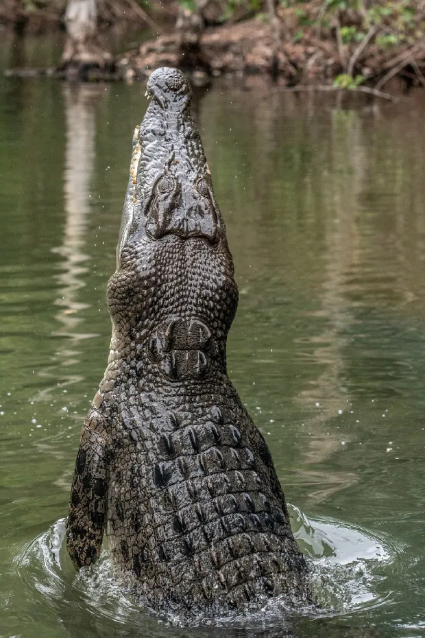 Ranthambore-Crocodile-Mugger.webp