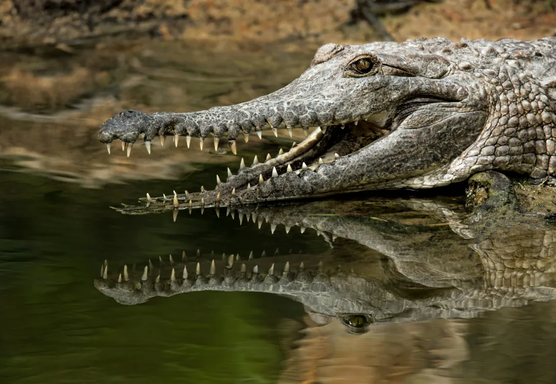 Ranthambore-Gharial.webp