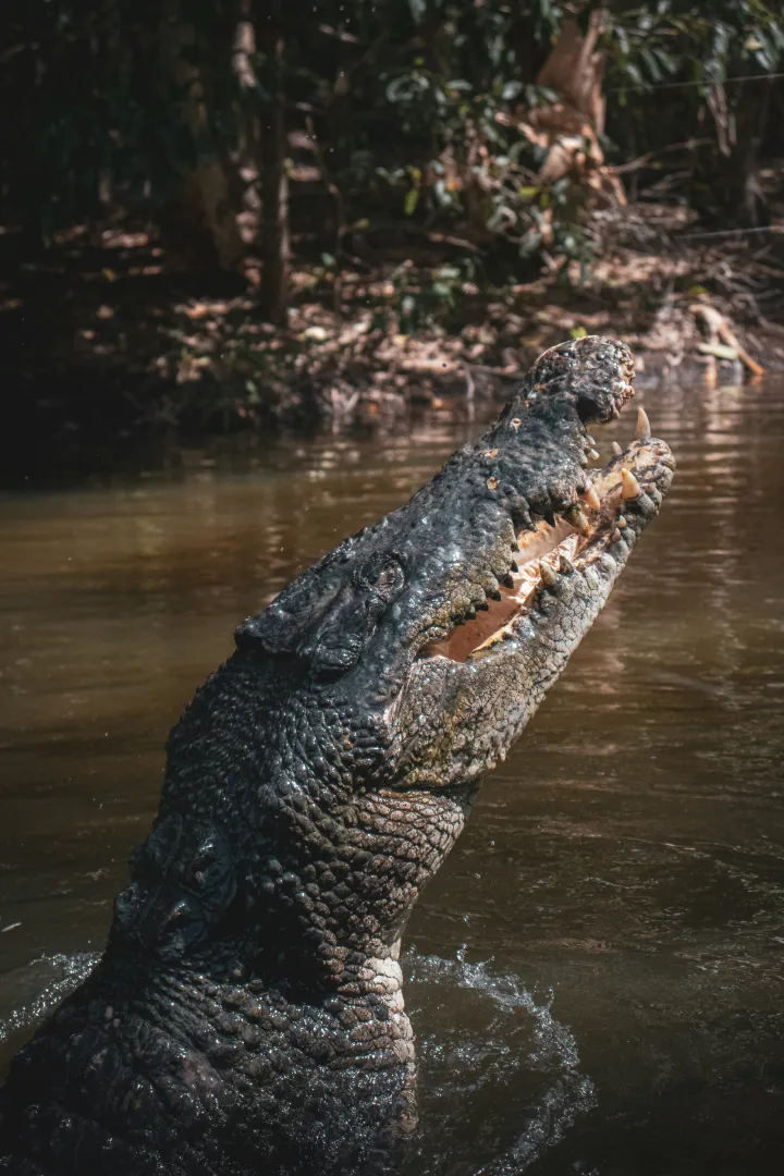 Ranthambore-National-Park-Crocodile.webp