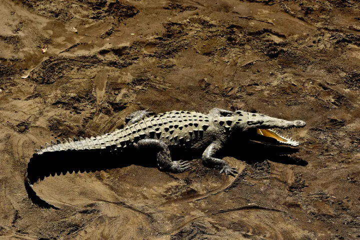 Ranthambore-Park-Crocodile.webp