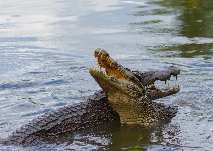 Ranthambore-Wild-Crocodile.webp