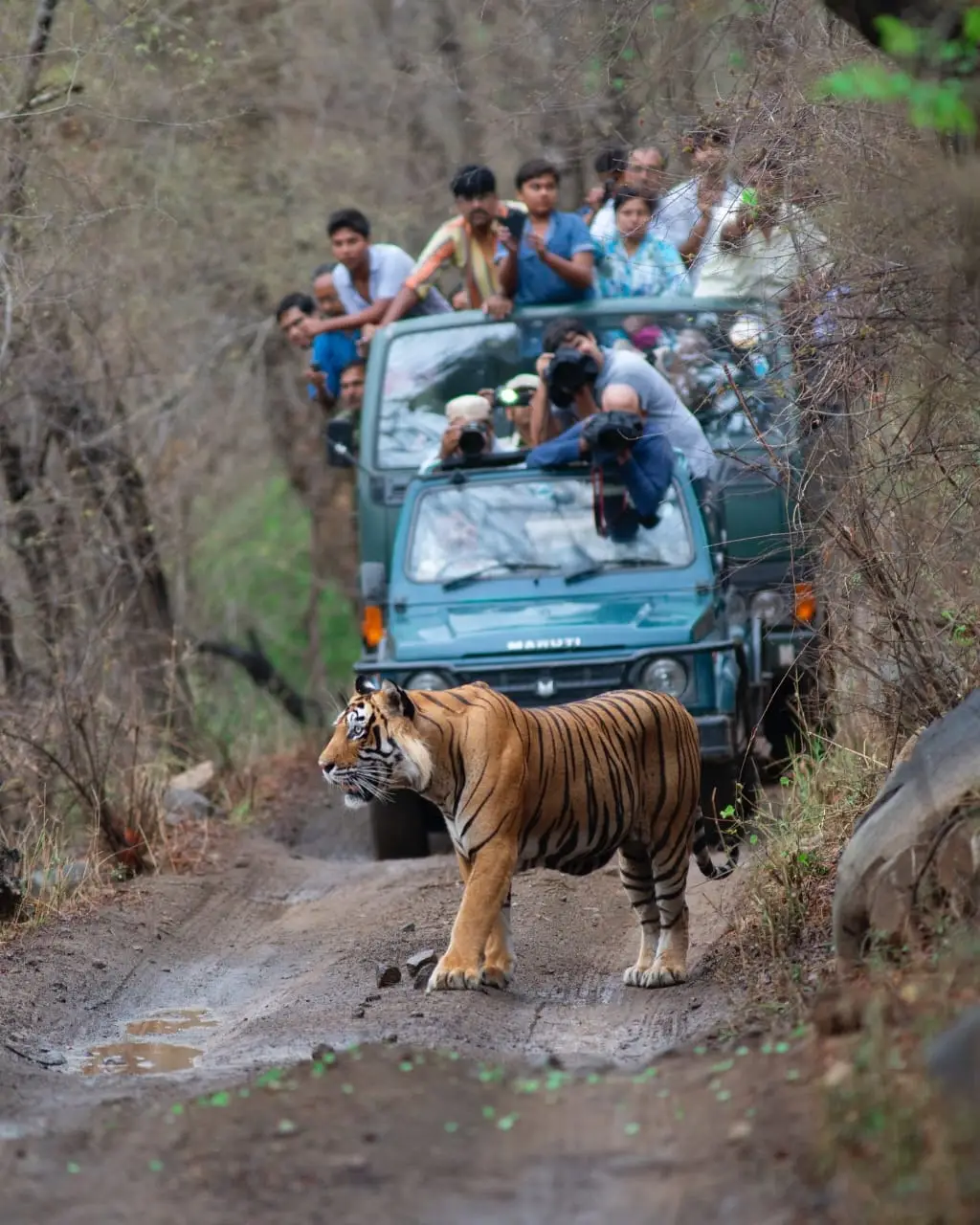 Gypsy Safari in Ranthambore National Park