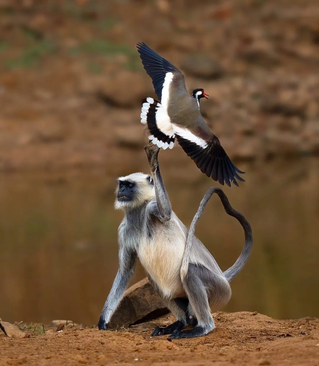 monkey