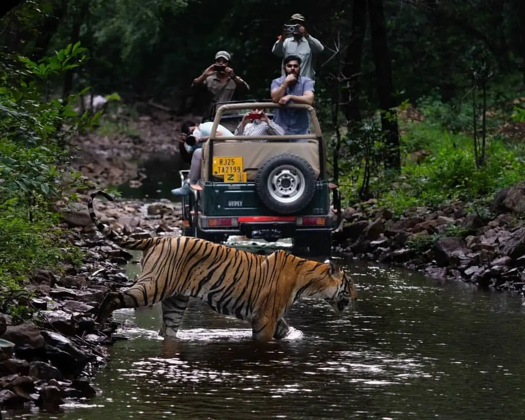 gypsy safari ranthambore
