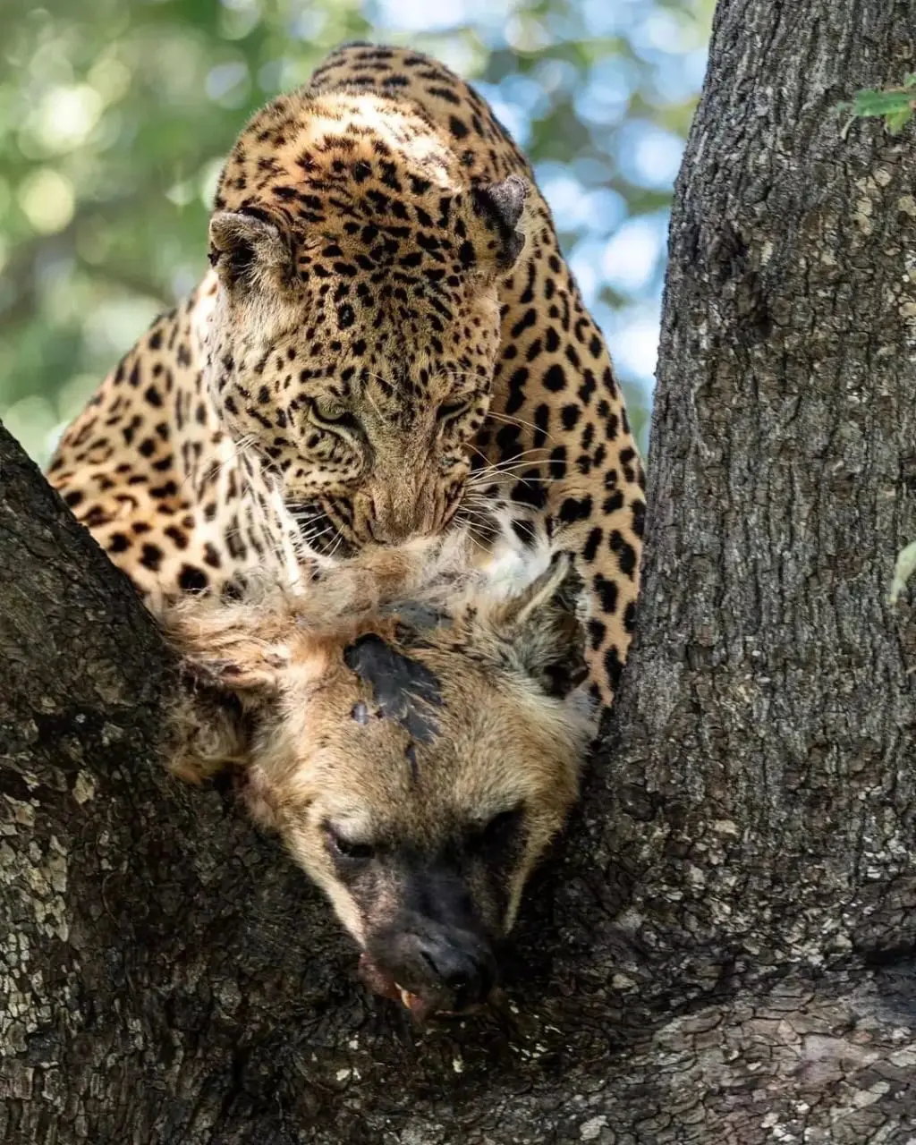 Leopard