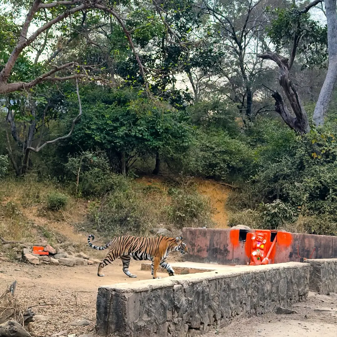 Ranthambore Fort Road