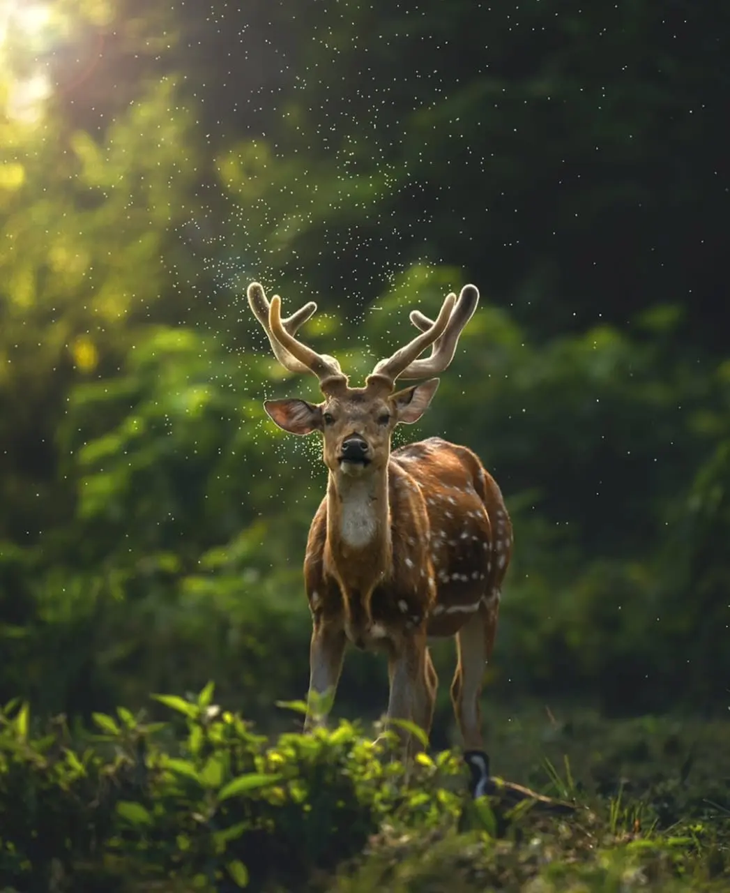 Spotted Deer