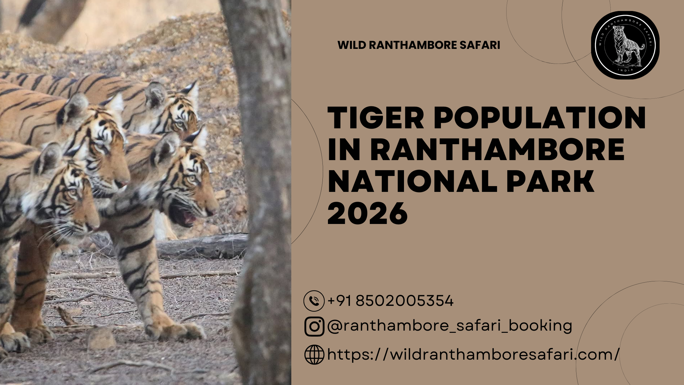 Ranthambore Tiger Population 2026 Bengal Tiger in Ranthambore National Park