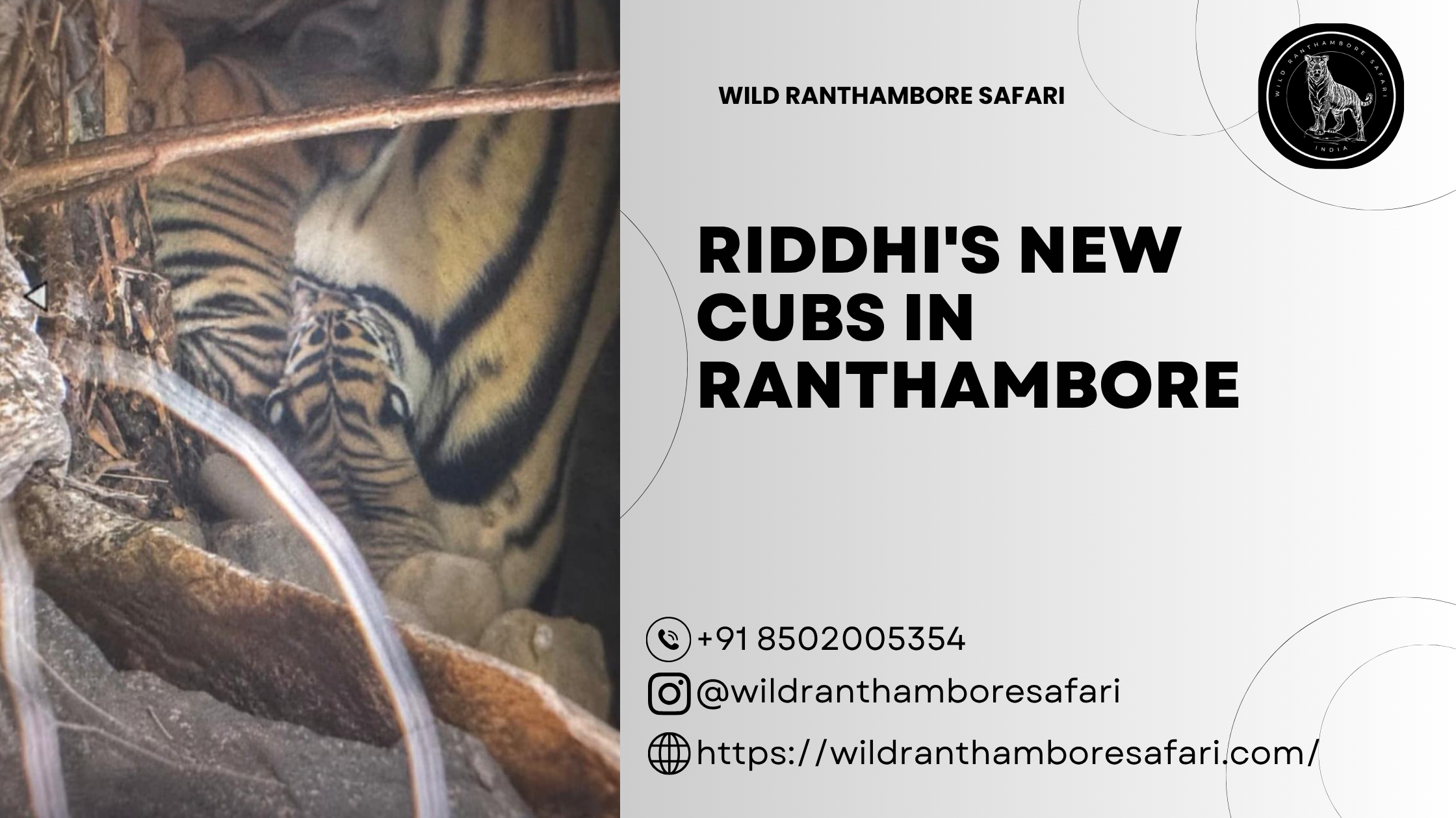 riddhi with new cubs in ranthambore